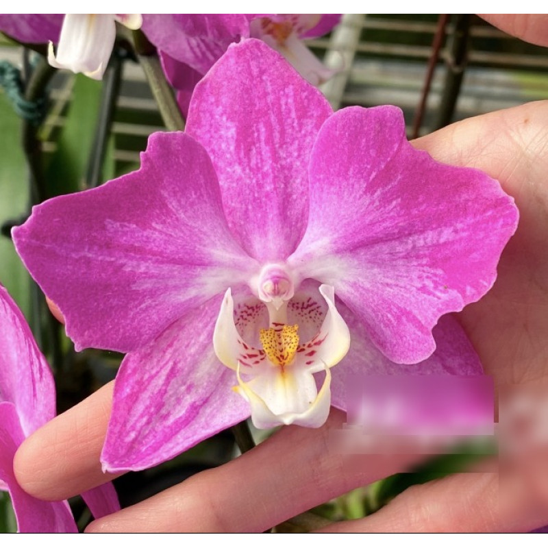 Порно актриса әйелдер